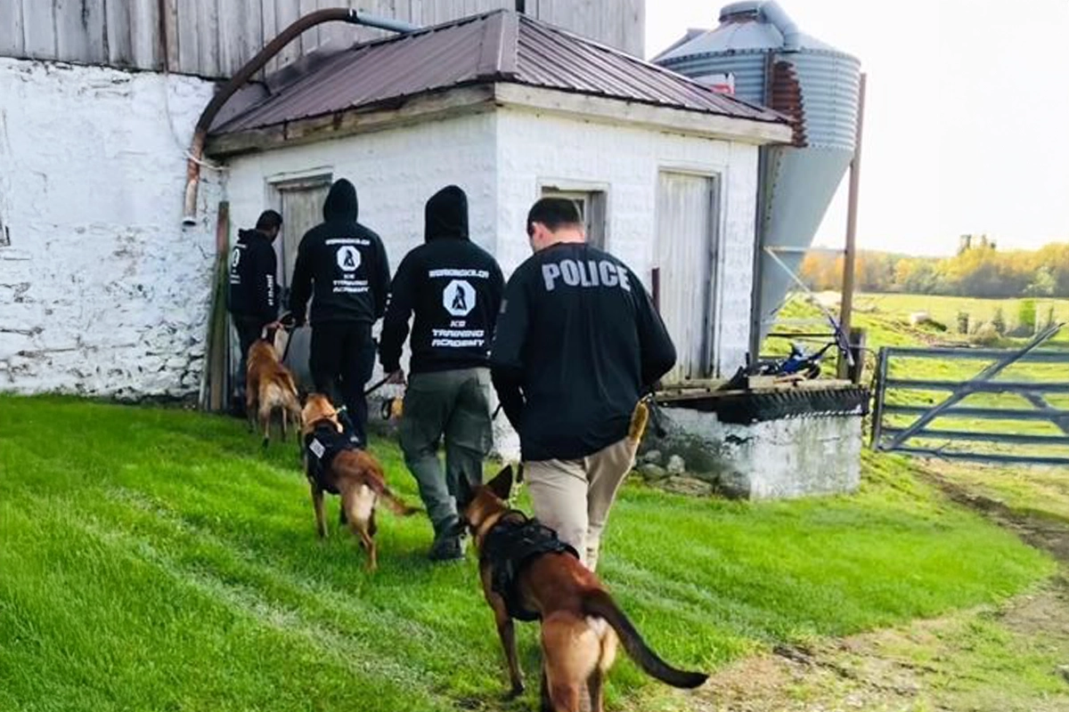 Sunday group K9 training class