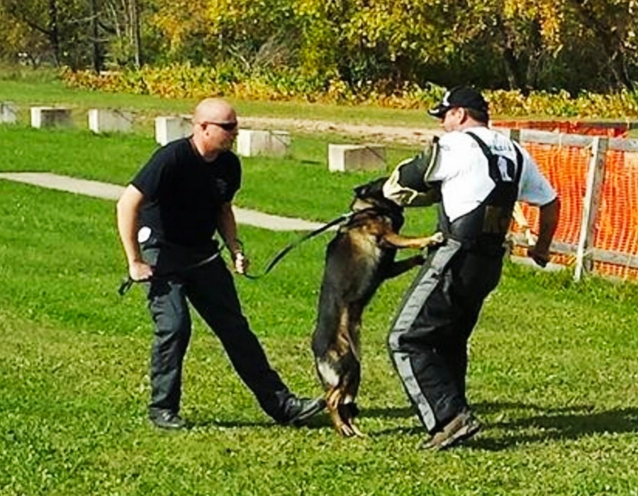 K9 apprehension training