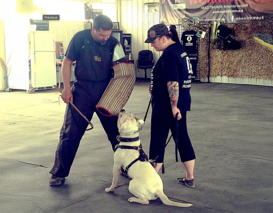 K9 obedience training